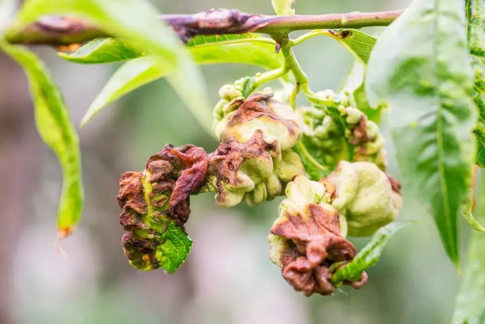 Leaf Curl Disease in Trees: Identification & Treatment Guide 3 leaf curl on peach tree leaf curl,other tree diseases pillar,Anthracnose