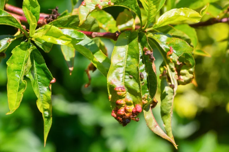 Leaf Curl Disease in Trees: Identification & Treatment Guide