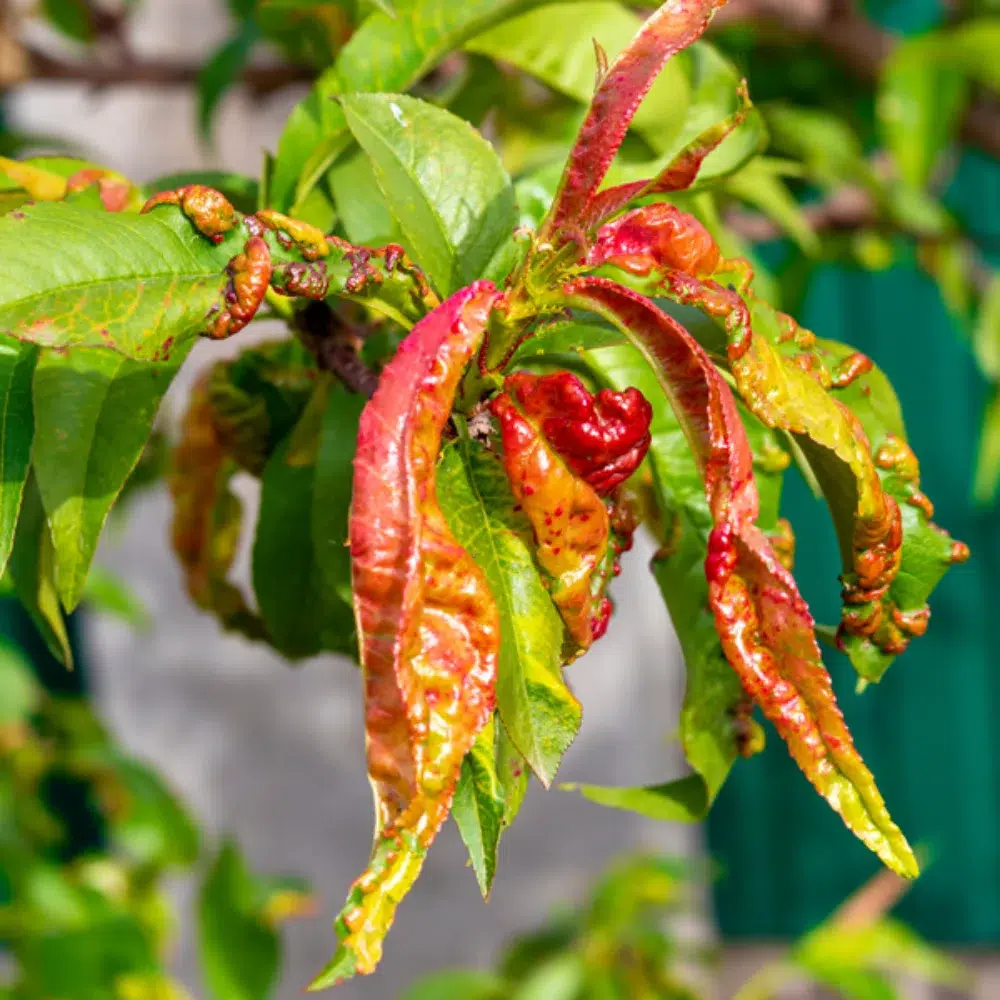 Leaf Curl Disease in Trees: Identification & Treatment Guide 4 leaf curl tree disease leaf curl,other tree diseases pillar,Anthracnose
