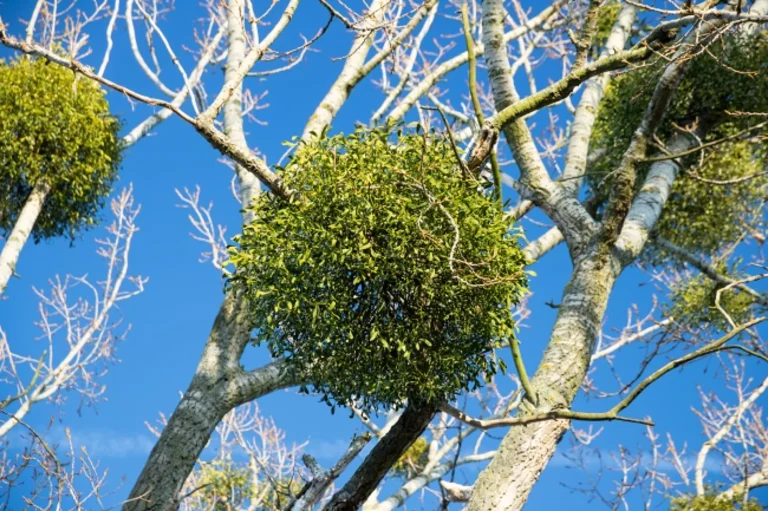 Mistletoe in Trees: Harmless or a Hidden Problem?