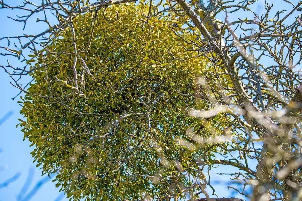 Mistletoe in Trees: Harmless or a Hidden Problem? 2 mistletoe cluster on tree Mistletoe,other tree problems (tree disease),crown gall,affect the shape and texture of leaves leaf curl sub pillar