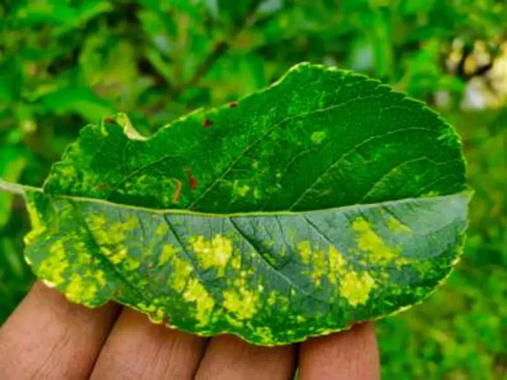 Mosaic Virus in Trees: Signs, Spread & What to Do 1 mosaic virus on apple leaf