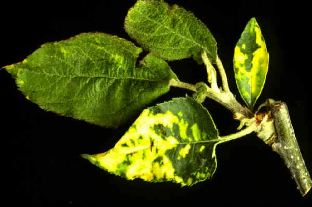 Mosaic Virus in Trees: Signs, Spread & What to Do 2 mosaic virus tree disease on apple branch leaves 1 Mosaic Virus,leaf curl sub pillar,types of tree disease