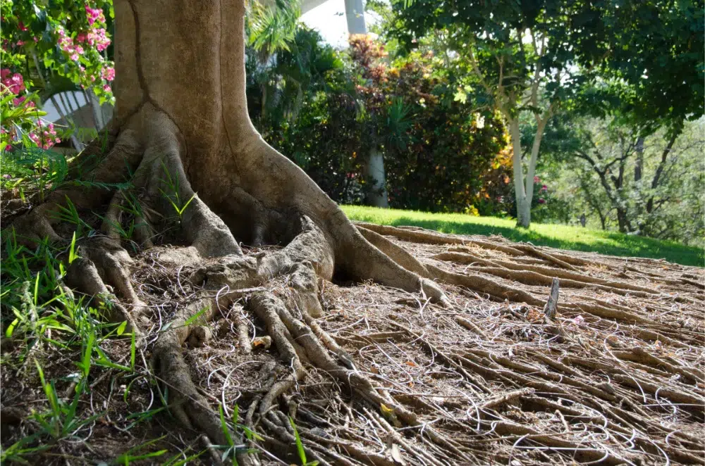 Girdling Roots: How to Spot the Silent Tree Killer 1 close up tree trunk with girdling roots girdling roots,girdling roots on trees,stem girdling roots,root girdling,tree roots girdling,Girdling roots on maple tree specimens,how to fix girdling roots,root and soil health LINKED,why soil health matters link,girdling roots removal