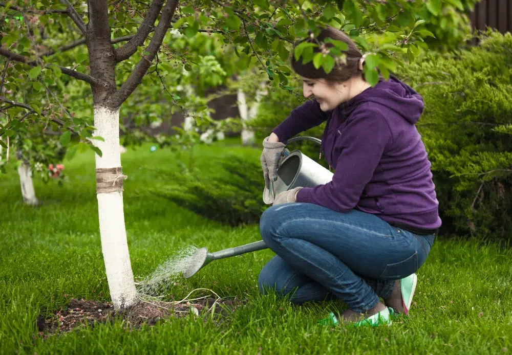 Are You Overwatering Your Tree? Signs & Fixes 1 woman watering tree garden with watering pot Overwatered Tree,tree watering practices (tree watering link) LINKED,root rot (root rot link) LINKED,way to tell if a tree is overwatered,signs of overwatering a tree,overwatered tree symptoms,overwatered tree signs,root rot from overwatering,tree watering mistakes,watering trees correctly
