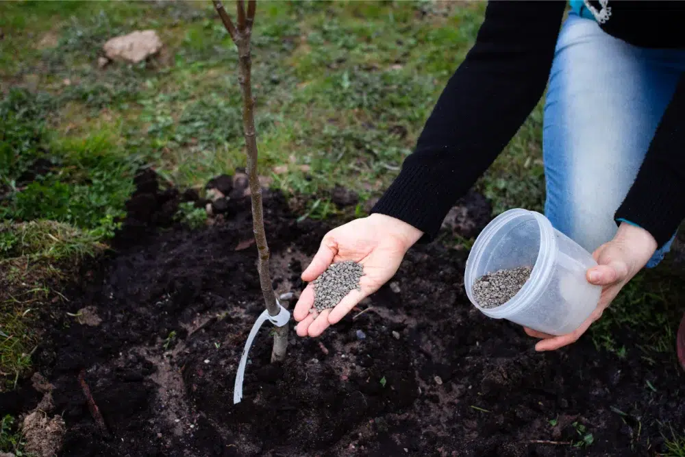 When to Apply Fall Fertilizer: Best Timing for Ontario Trees 1 young tree being fertilized when to apply fall fertilizer,best time to fertilize trees,when to apply fall fertilizer in Ontario,fertilizing a tree (tree fertilization sub pillar i think?),how often to fertilize a tree,tree care (pillar) LINKED