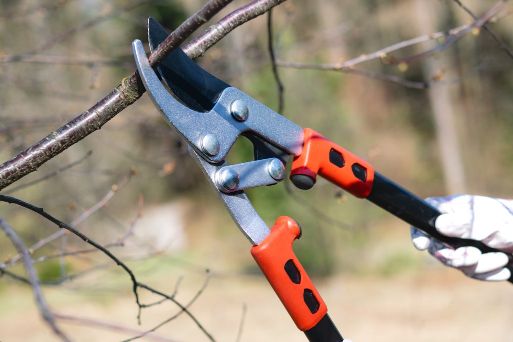 Tree Trimming Tools: Which Ones Do You Actually Need? 1 close up loppers for tree trimming Tree Trimming Tools,tree trimming safety LINKED,basic tree maintenance (tree trimming pillar) LINKED,tool for tree trimming,best tree trimming tool,best tree trimming tools,tree cutting tools,Tree Trimming Tool,pruning tools