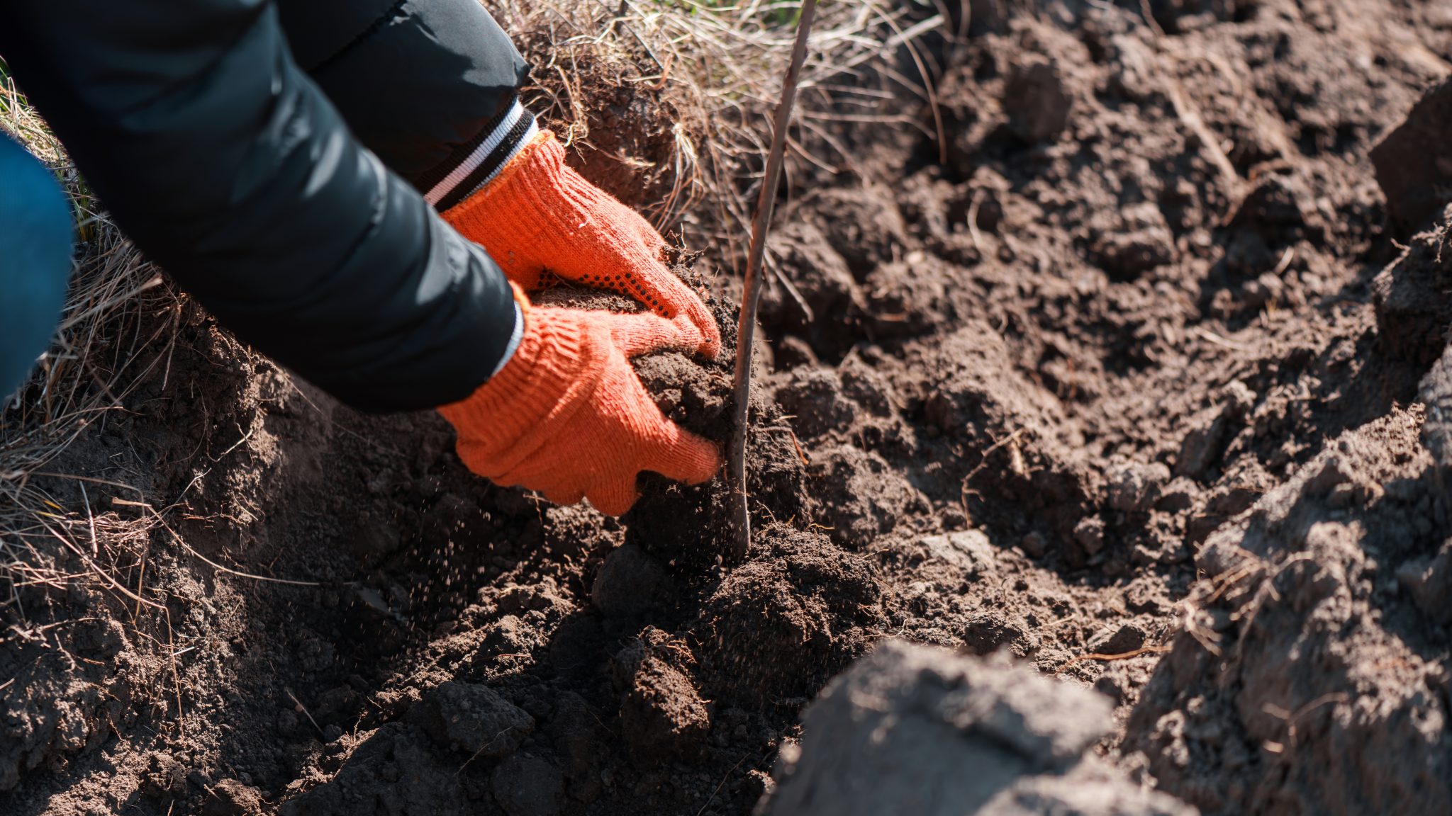 why is healthy soil important for trees why is healthy soil important for trees