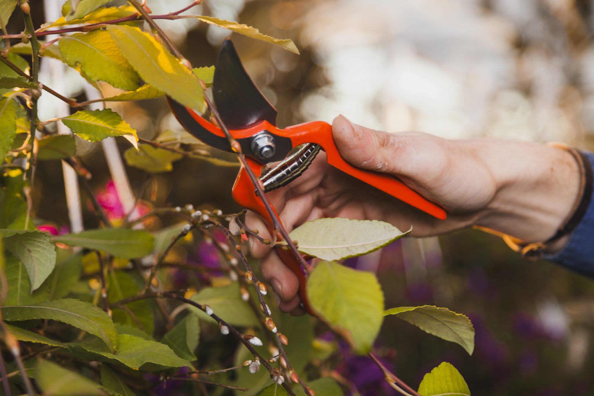 close up hand using tree trimming tools, a pair of pruners, to cut branches close up hand using tree trimming tools, a pair of pruners, to cut branches
