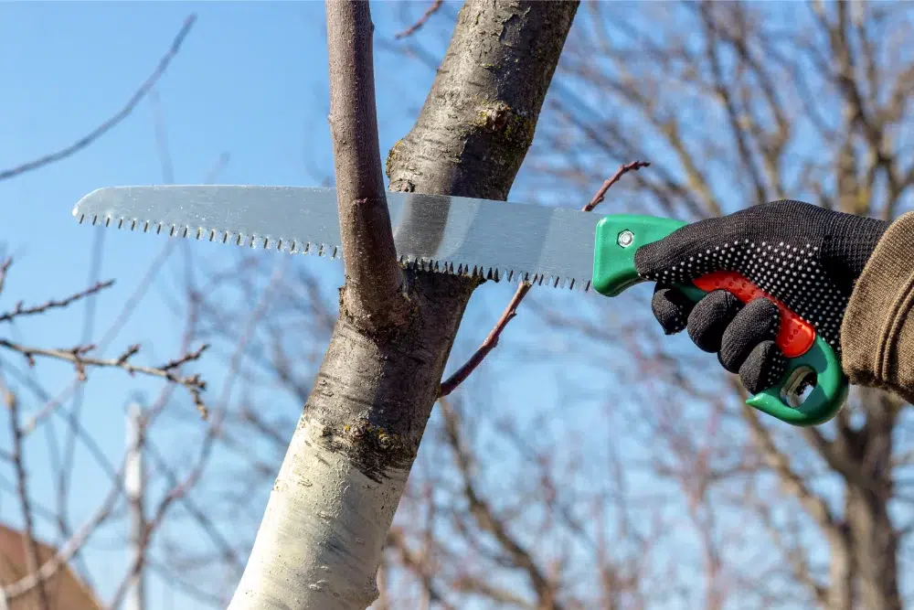 Tree Trimming Tools: Which Ones Do You Actually Need? 2 gardener cuts off extra branches tree with pruning saw Tree Trimming Tools,tree trimming safety LINKED,basic tree maintenance (tree trimming pillar) LINKED,tool for tree trimming,best tree trimming tool,best tree trimming tools,tree cutting tools,Tree Trimming Tool,pruning tools
