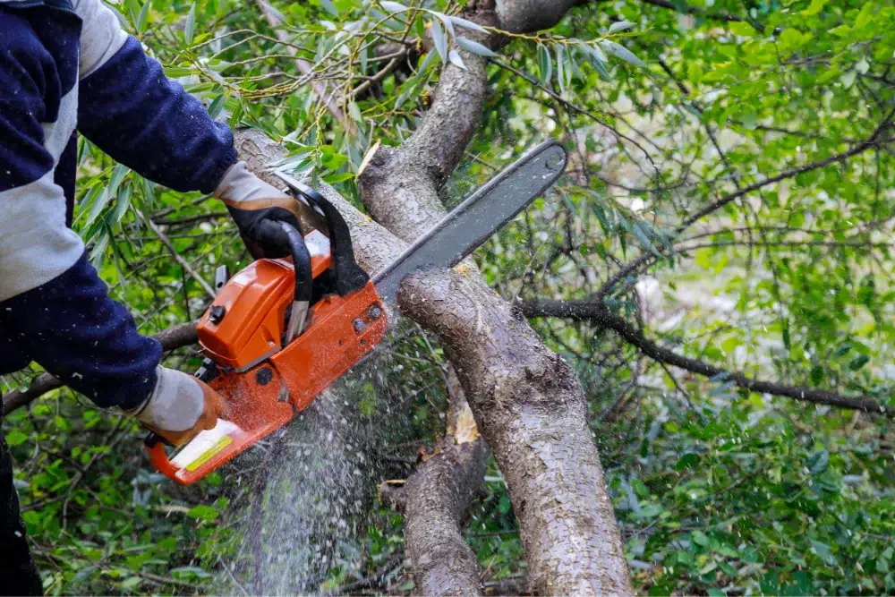 Tree Removal Permit in Ottawa : How & When To Get One 1 tree removal in ottawa Tree Removal Permit in Ottawa,ottawa tree removal permit,city of ottawa tree removal permit,Tree Removal Permit,arborist report (sub sub pillar),cost of tree removal (sub pillar) LINKED
