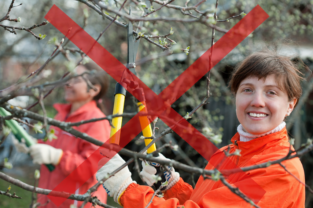 Tree Trimming Tools: Which Ones Do You Actually Need? 5 woman wrongly using hedge shears to cut tree branches Tree Trimming Tools,tree trimming safety LINKED,basic tree maintenance (tree trimming pillar) LINKED,tool for tree trimming,best tree trimming tool,best tree trimming tools,tree cutting tools,Tree Trimming Tool,pruning tools