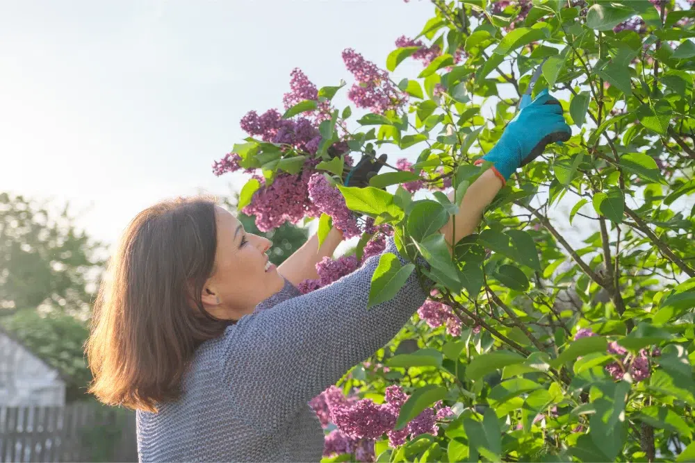 Female gardener wearing gloves, cuts lilac branches after learning how and when to prune lilacs Female gardener wearing gloves, cuts lilac branches after learning how and when to prune lilacs