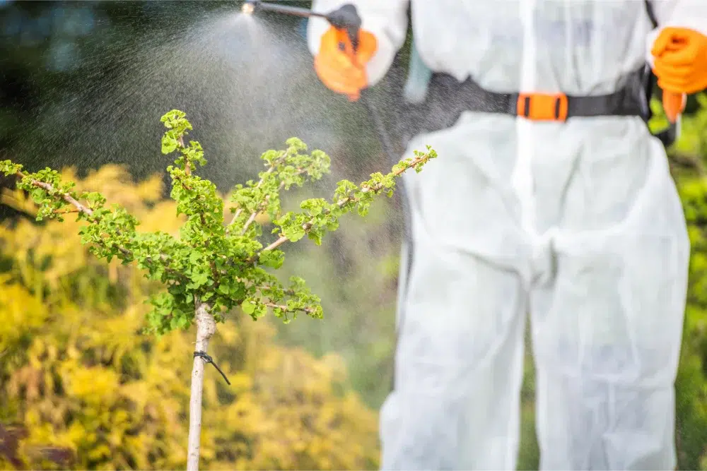 Land Clearing Methods: 5 Common Techniques Explained 6 outdoor garden plant spraying chemicals to clear land land clearing methods,land clearing method,land clearing techniques,methods of land clearing,land clearing costs (SUB PILLAR ) LINKED,what the process involves (land clearign pillar) LINKED,Forestry mulching sub pillar