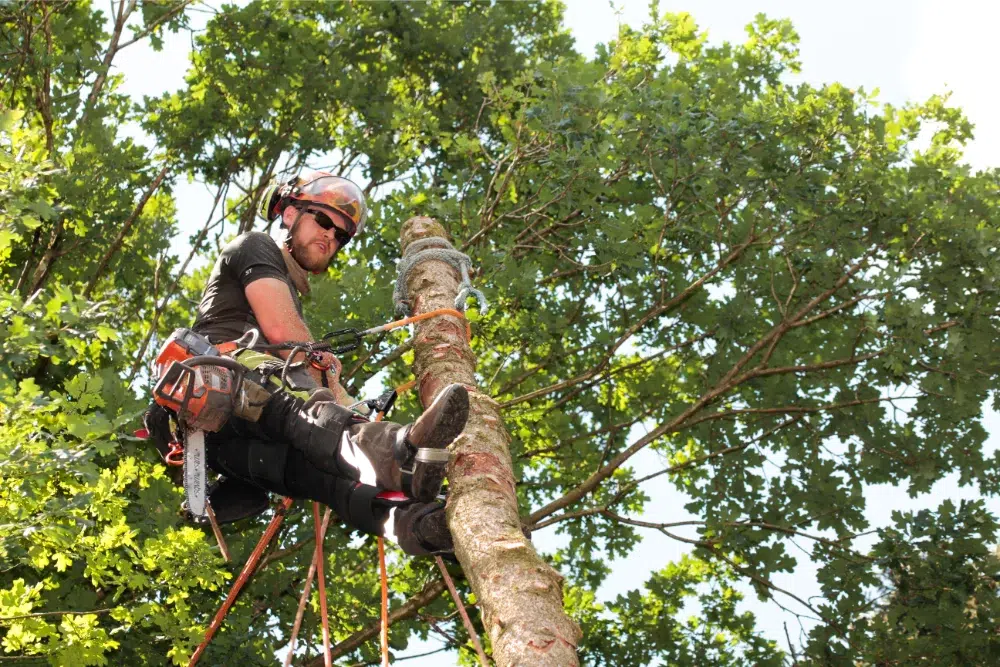 How Much to Prune a Tree? A Safe Guide 1 professional arborist knows how much to prune tree How Much to Prune a Tree,one-third pruning rule,tree canopy reduction rule,pruning technique pillar LINKED,1/3 tree pruning rule,how much can you cut off a tree without killing it,safe amount to prune a tree,over pruning a tree,tree stress from over pruning,how much pruning