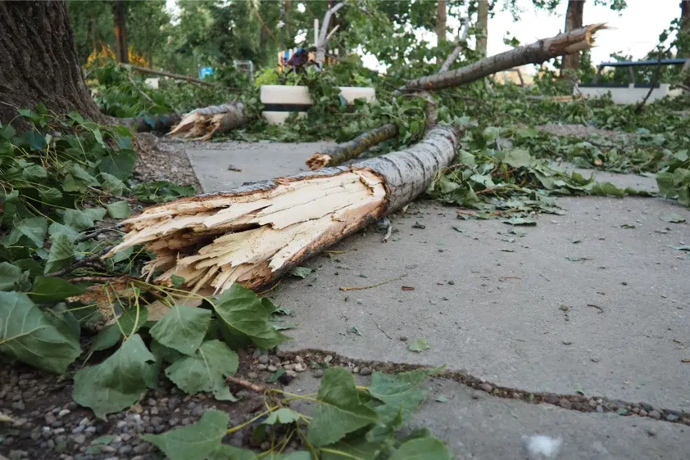 When To Cut Down a Tree? 6 Signs It's Time 2 tree branch falling street time to cut down tree for safety when to cut down a tree,How do you know when a tree needs to be cut down?,When shouldn't you cut down trees?,when to cut down a tree on your property,dying tree,removing a dead tree,cut down a dead tree,Tree Cutting Costs Linked,removing a tree (Tree Cutting pillar LINKED),best timing depends on the tree (In the faq section)(best time of year to cut down a tree possible future article)