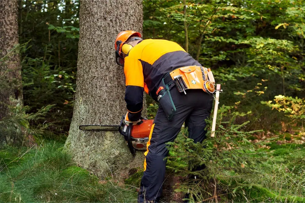 Professional lumberjack with protective workwear and chainsaw, knows how to cut down a tree safely Professional lumberjack with protective workwear and chainsaw, knows how to cut down a tree safely
